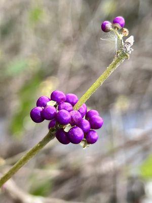 Delaware Botanic Gardens
