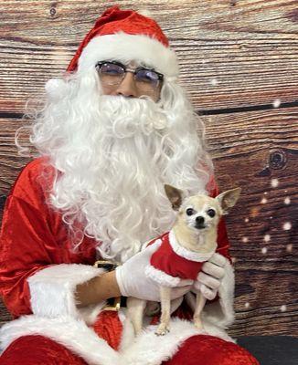 Hercules and Santa. He had just been groomed at Taj Mapaw!