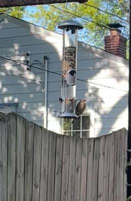 Backyard Birds