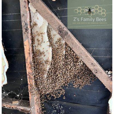 Z’s Family Bees