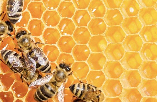 San Diego Bee Removal