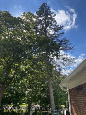 Top Tree Care