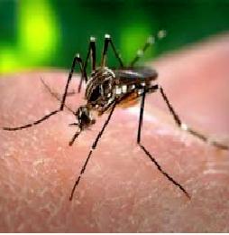 Brooklyn Pest Control