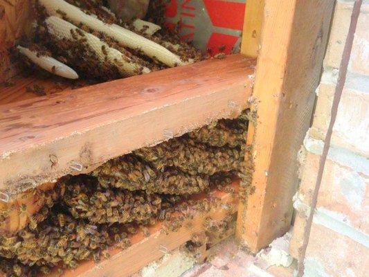 Professional Wildlife Control