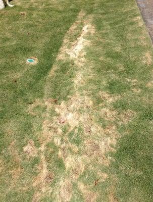 Huge burn spots, not from the sun, but from the yard workers
