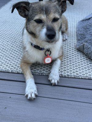 Bayberry Veterinary Hospital