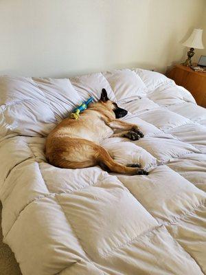 Pet Wants Vegas Valley