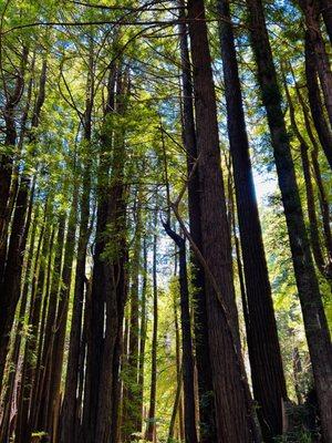 Pomo Canyon Environmental Campground