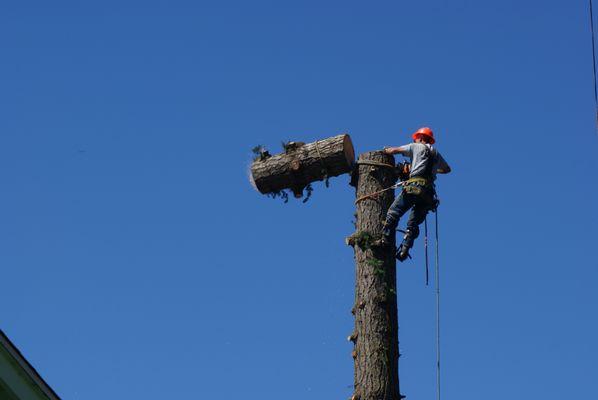 Patrick Myers Tree Service