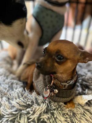 Sassy Pooch and Kitty Too Pet Grooming