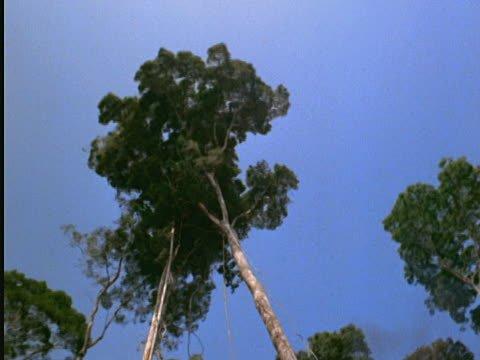 On Top Tree Service