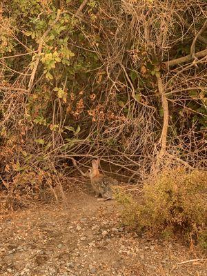 San Joaquin River NWR