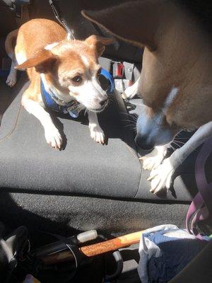 Doggie Days Dog Park