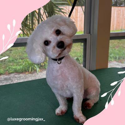 Luxe Grooming