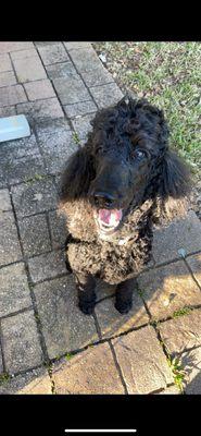 Ella’s Pet Sitting Service