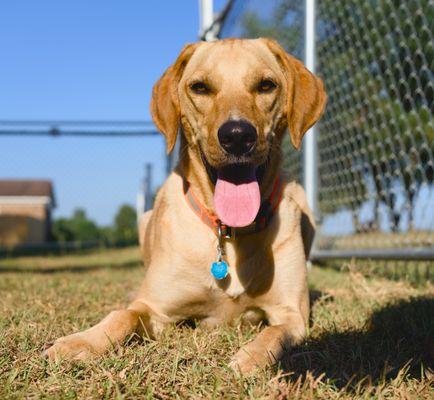 CollieHaven Pet Boarding