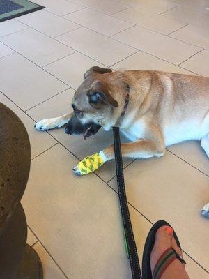 Town and Country Veterinary Hospital