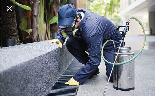 Budget Termnix Pest Control