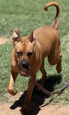 CharlieBar Boarding and Training