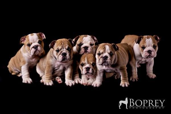 A studio session with six bulldog puppies