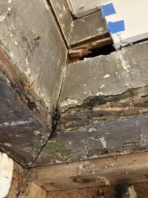 black mold growing and they have done nothing to mitigate