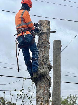 Sergio's Tree Service