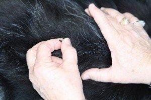 Cory Stiles, DVM - Stiles Veterinary Services