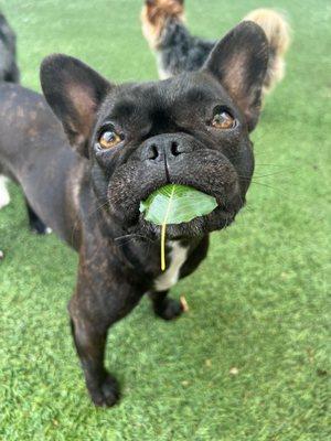 Fast Tracks Canine Activity Center