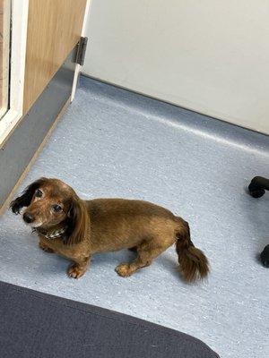 Lebanon Animal Hospital