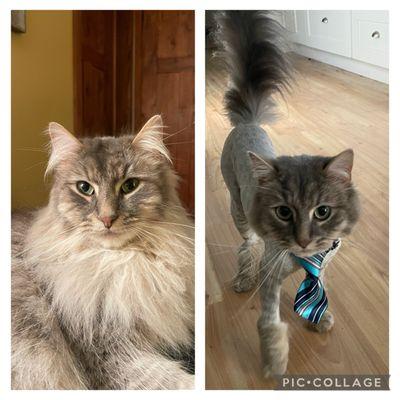 Flawless Paws Pet Grooming