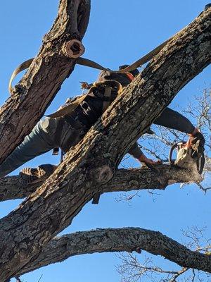 Seaton's Custom Firewood & Tree service