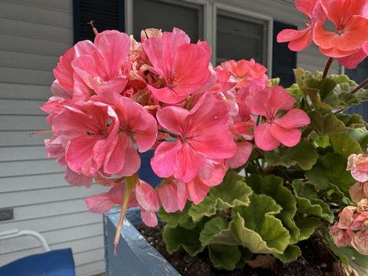 Flowers outside Efficiency Cottage.