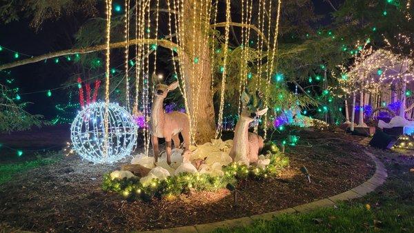 Christmas Lights On Jason Drive