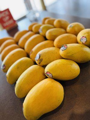 Mango Tree