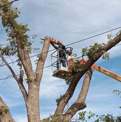 JC Lawns & Landscaping