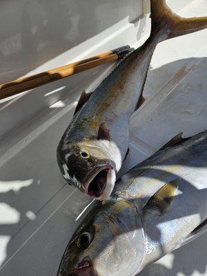 Amberjack