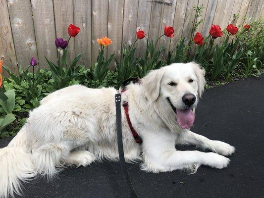 Daisy Mae's Pet Service