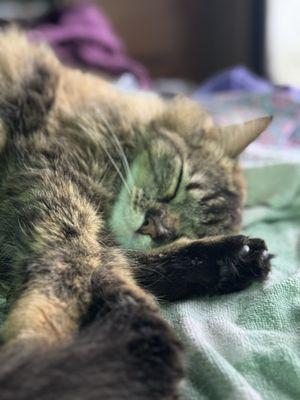 BluePearl Pet Hospital