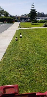 Stephenson Landscape