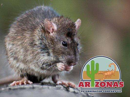 Arizona's Exterminator Company