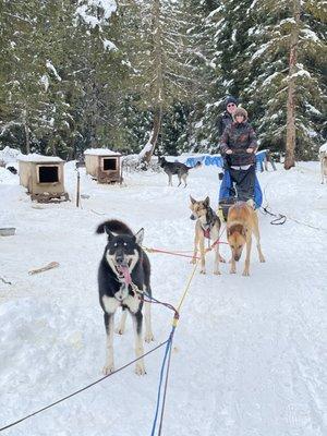 Winter Woods Dog Sled Tours