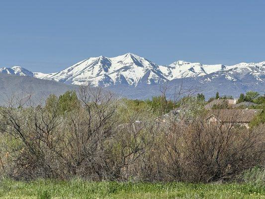 Spring growth and snow on mountains