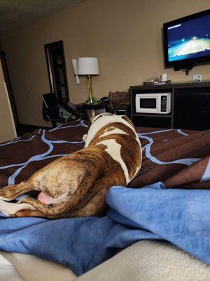 My dog resting on the bed in our room. Watching On Patrol Live