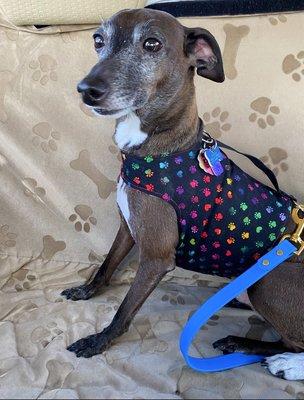 This dog's nails grow faster than any dog I have ever had and I appreciate being able to bring him in for that quick service!