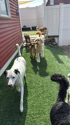 Red Barn Doggie Daycare And Grooming