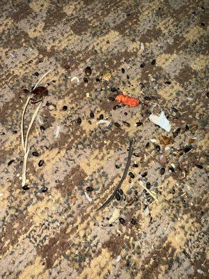 Multiple bugs the owner saw me sweep all them up js standing there!! Me I swept them!!