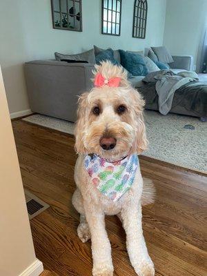 Standard goldendoodle groomed by Katie!