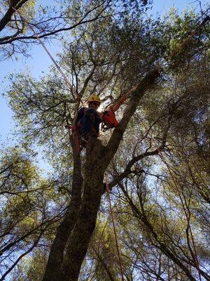 Golden State Tree Care