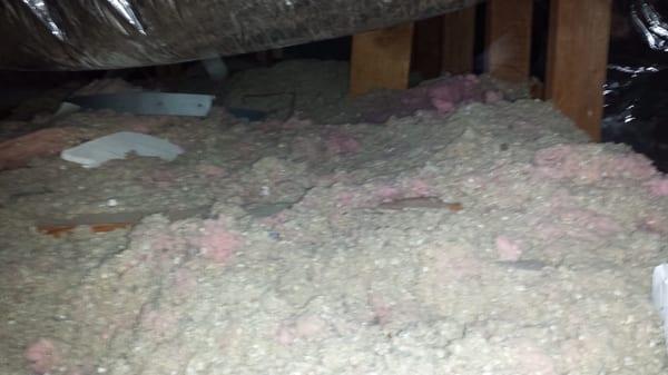 Old insulation with rats feces