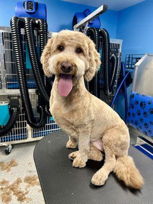 Grooming with Megan!